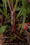 Common sheep sorrel